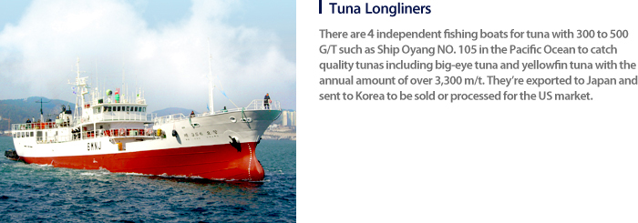 Tuna Bottom Longliners : There are 8 independent fishing boats for tuna with 300 to 500 G/T such as Ship Oyang NO. 105 in the Pacific Ocean to catch quality tunas including big-eye tuna and yellowfin tuna with the annual amount of over 3,300 m/t. They’re exported to Japan and sent to Korea to be sold or processed for the US market.